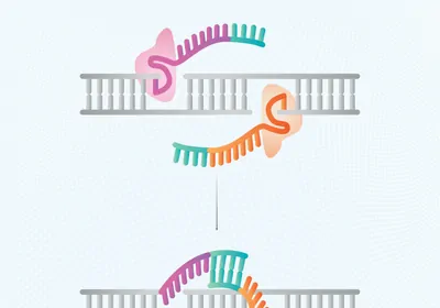 Two prime editing guide RNAs (pegRNAs), deliver Cas9 enzymes to targeted regions of the genome. Two prime editing guide RNAs (pegRNAs), deliver Cas9 enzymes to targeted regions of the genome.